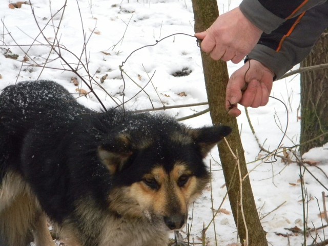 Urzędnikom z Opola Lubelskiego udało się uratować psa, który złapał się w lesie na wnyka.