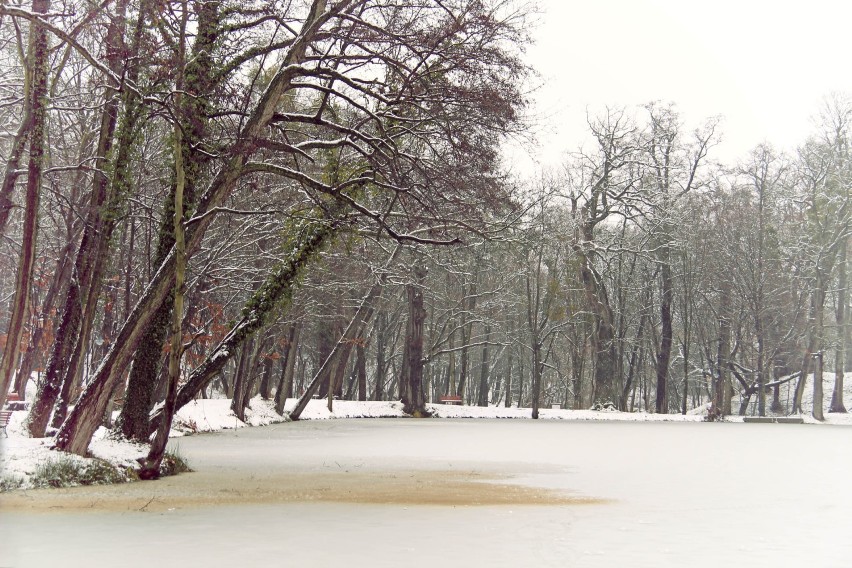 Dokąd na zimowy spacer z rodziną i przyjaciółmi? Park w Wojanowie zaprasza w swe progi. Zobaczcie, jak wygląda w zimowej odsłonie | ZDJĘCIA