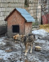 Akcja Toruńskiego Towarzystwa Ochrony Praw Zwierząt. Wychudzony pies odebrany właścicielom