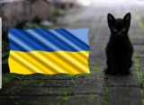 Zbiórka dla zwierząt z Ukrainy trwa również w Kutnie