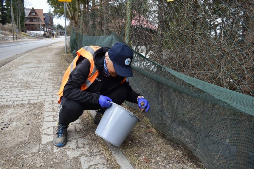 Na zakopiańskiej Jaszczurówce trwają żabie gody. Przyrodnicy z TPN pomagają płazom, by nie skończyły pod kołami aut