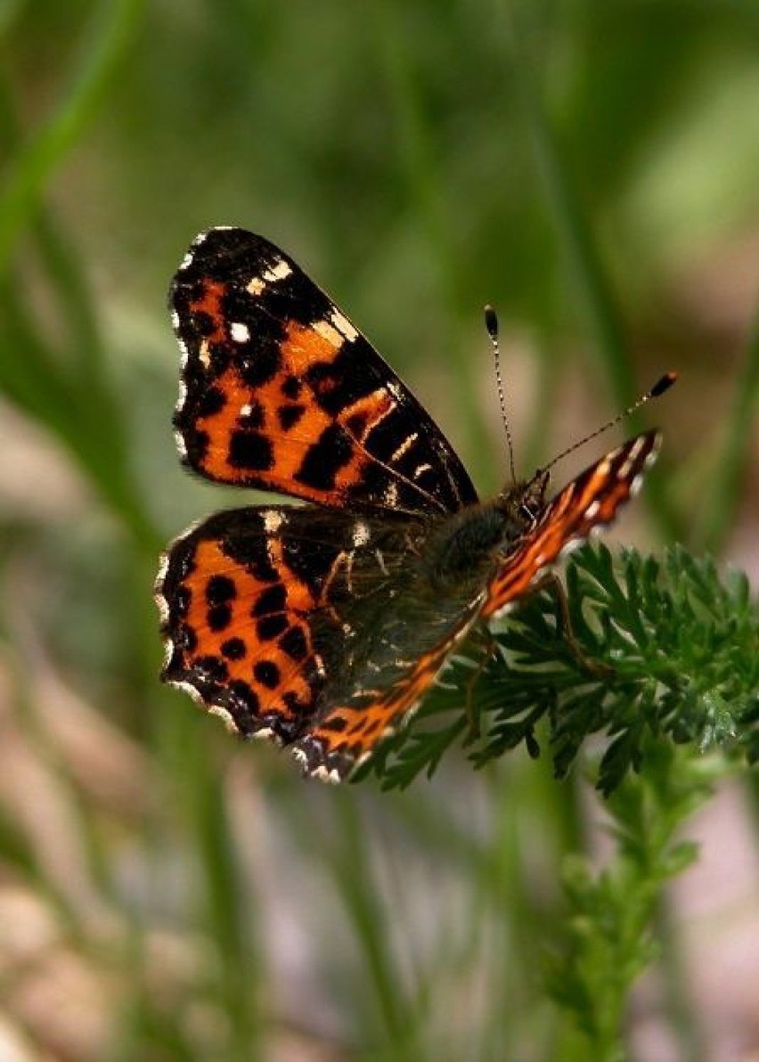 Rusałka kratkowiec (Araschnia levana). Forma wiosenna