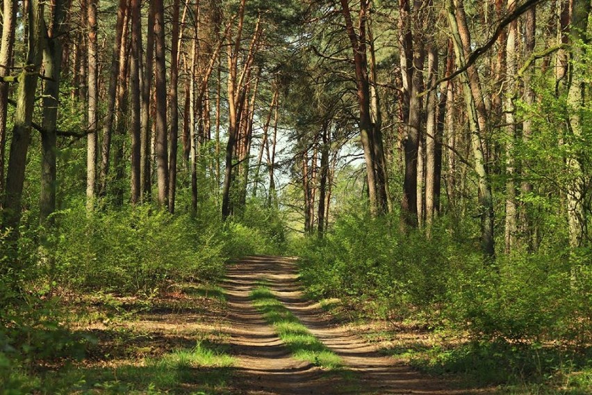 Spacer po pięknym lesie we wsi Rejna [zdjęcia]
