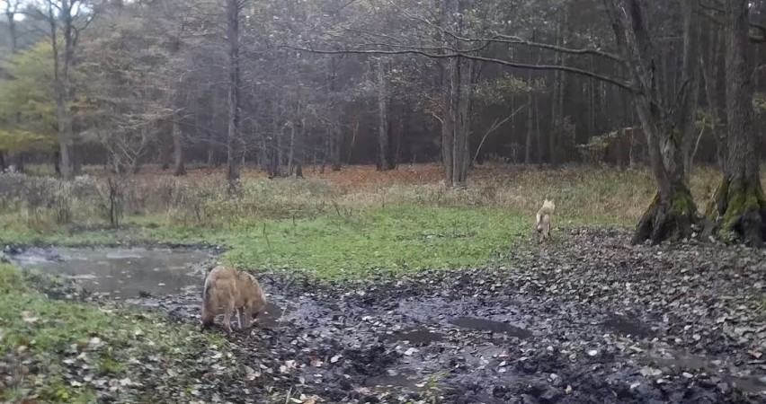 Wilki pojawiły się w lesie niedaleko Czerniejewa [FOTO, FILM]