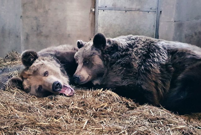 Niedzwiedzica adoptowana przez DONE! Deliveries na imię ma Kora