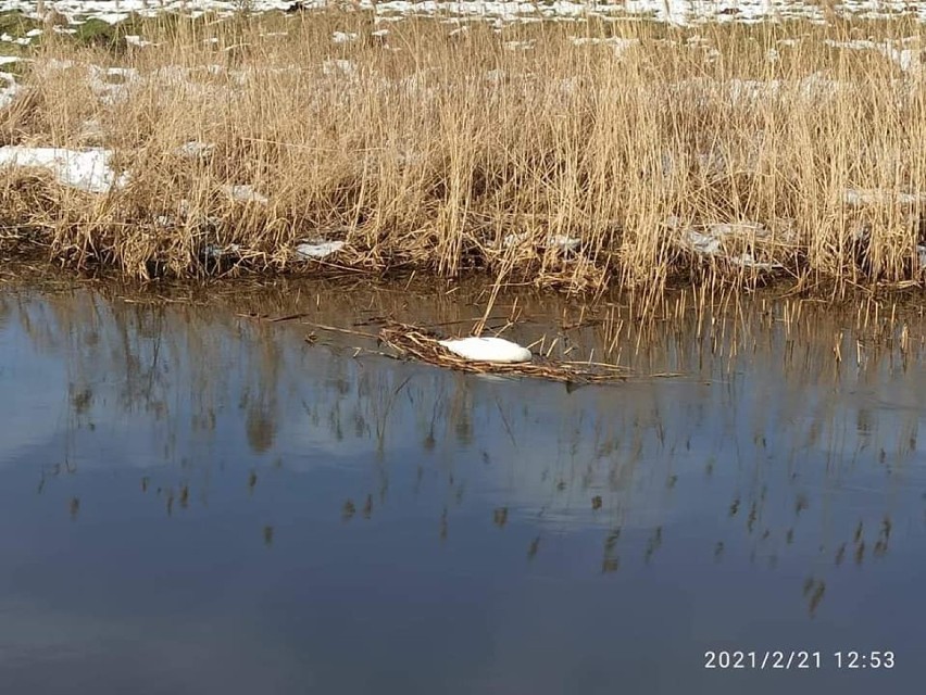 Druhowie zbierali padłe ptaki na terenie gminy Puck w rejonach Zatoki Puckiej
