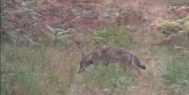 Wilk bez łapy w wałbrzyskim lesie radzi sobie całkiem nieźle. Zdaniem leśników próbuje polować z watahą