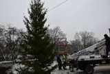 Miejska choinka w Sandomierzu gotowa do dekoracji. Drzewko po raz pierwszy stanęło na Placu 3 Maja. Zobacz zdjęcia