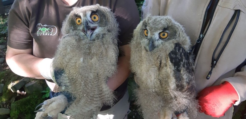 Zoo w Ostrawie jest bardzo popularne wśród mieszkańców...