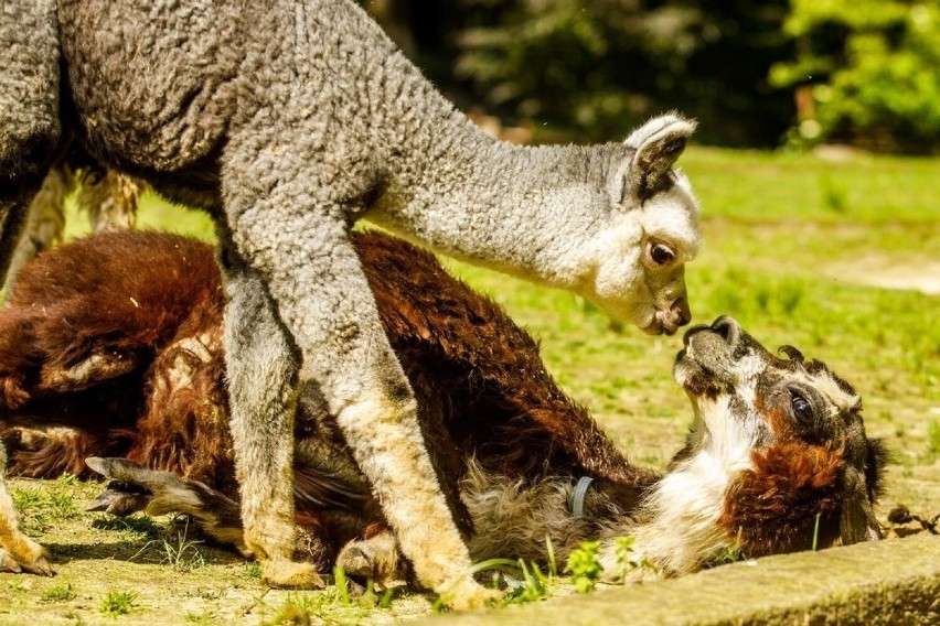 Zoo w Ostrawie jest bardzo popularne wśród mieszkańców...