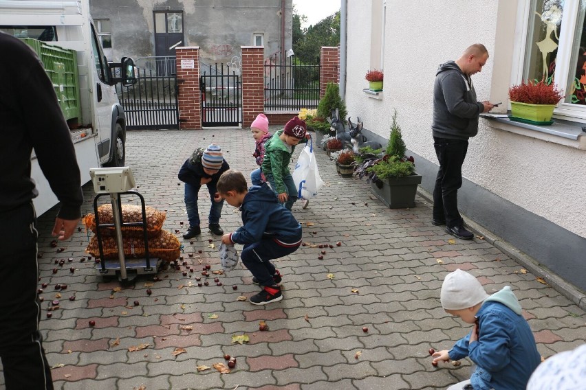 Ponad tonę kasztanów zebrały dzieci z Przedszkola Sióstr...