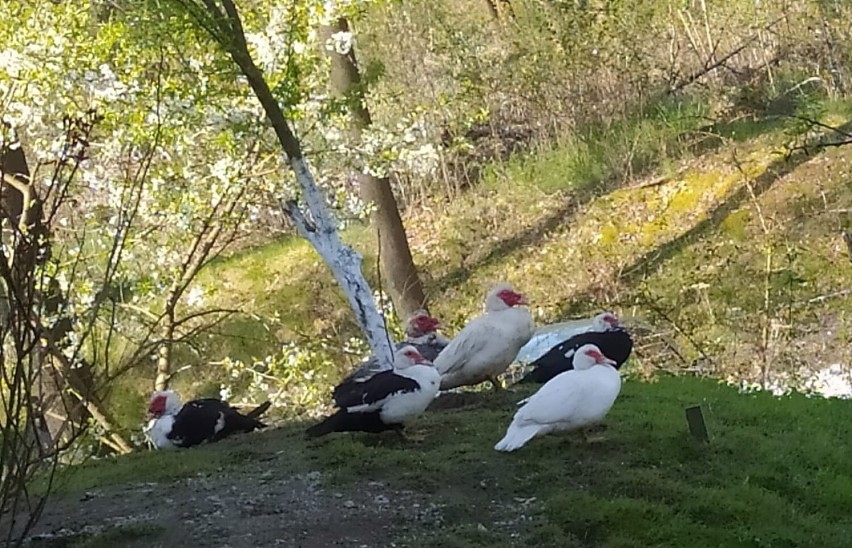 Dzień Dziecka w Gościńcu Pod Zającem będzie miał dwa dni