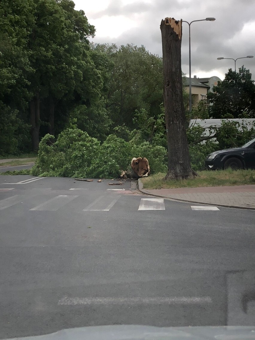 Powalone drzewo na ulicy Szafera w Szczecinku