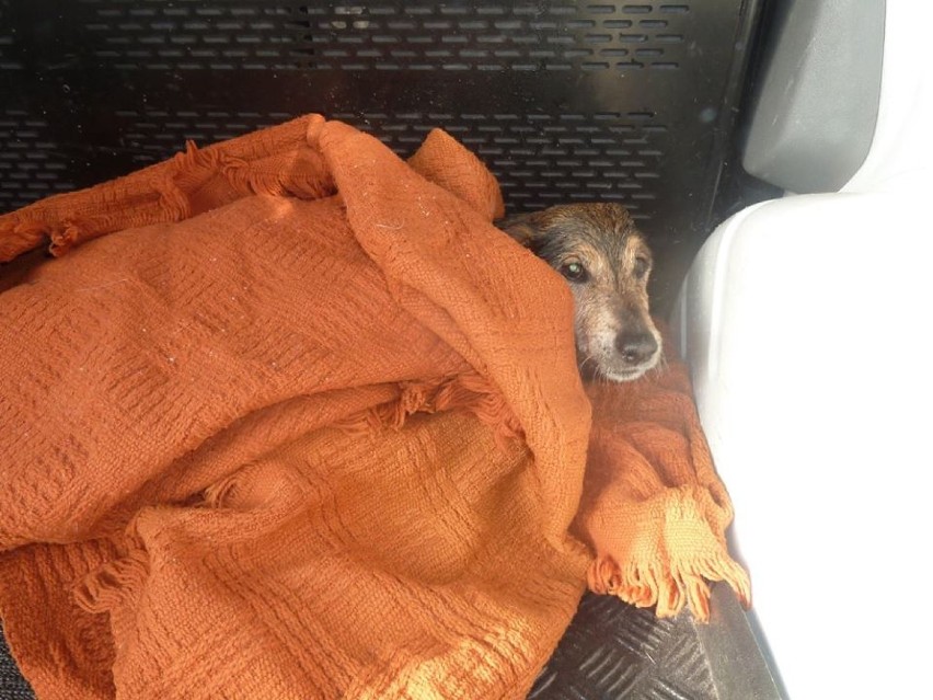 Strażacy z Tczewa uratowali psa tonącego w zbiorniku. Rozpoznajesz go? ZOBACZ ZDJĘCIA