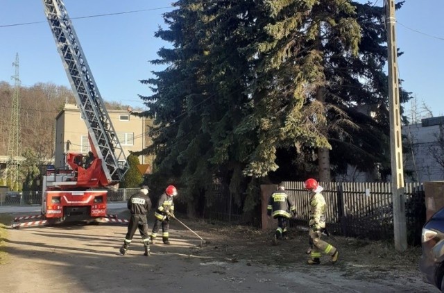 Podczas ostatnich wiatrów dorodny świerk niebezpiecznie przechylił się w kierunku jezdni przy ulicy Zalesie w Kielcach