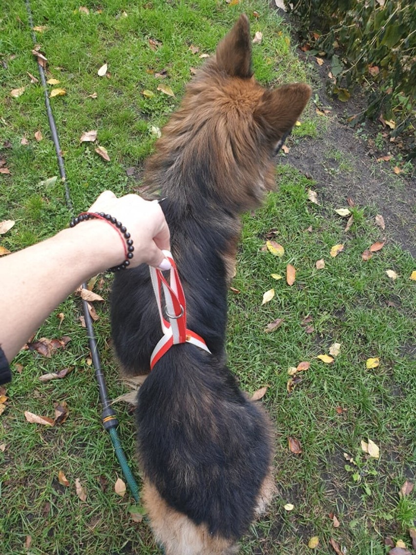 Policja szuka właściciela psa porzuconego w lesie w...