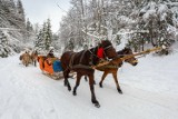 Gdzie na kulig na Pomorzu? Ile kosztuje? Ceny kuligów, dodatkowe atrakcje