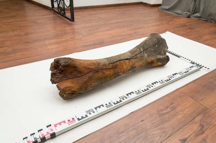 To prawdopodobnie kość udowa mamuta