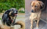 Te psy pilnie szukają nowego domu! Jeśli nikt ich nie adoptuje, trafią do schroniska