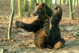 Zoo Poznań: Niedźwiedź Wania nie żyje. Został uśpiony [ZDJĘCIA, WIDEO]