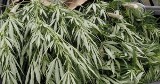 Krzeszowice: plantacja marihuany na Gwoźdźcu
