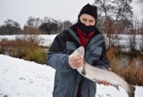 Pruszcz Gdański. Ponad 60-centymetrową rybę złowił pan Ryszard w Raduni podczas zimowego wędkowania w Trzech Króli |ZDJĘCIA