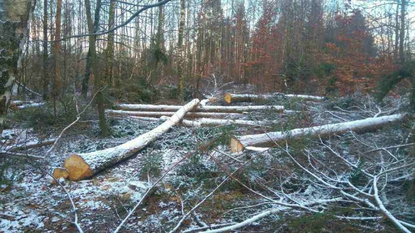Pracownicy nadleśnictwa z Kolbud wycięli drzewa na...
