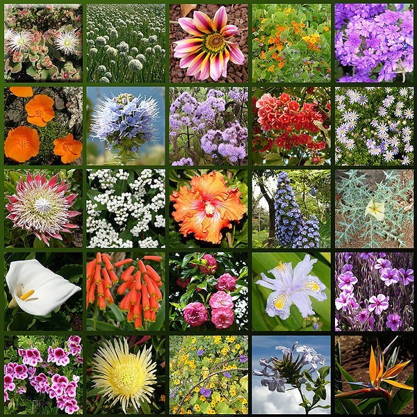 Źródło: http://commons.wikimedia.org/wiki/File:Madeira-flowers_hg.jpg