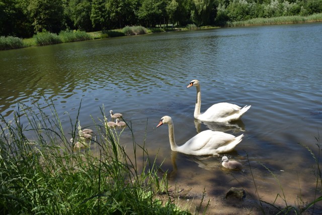 Rodzina łabędzi (staw Hutnik Park Śląski)