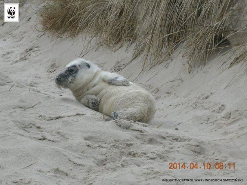 Młoda foka na plaży w Łebie.