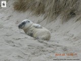 Młoda foka na plaży w Łebie. Zobacz zdjęcia