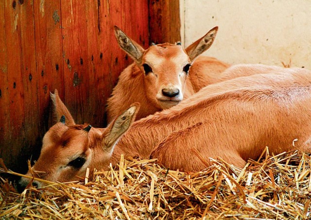 Młode antylopy w oliwskim zoo. Przyszły na świat podczas siarczystego mrozu