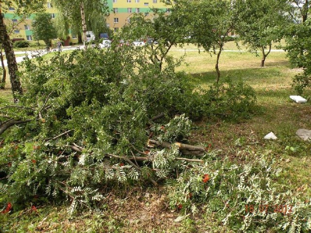 Przed blokiem przy ulicy Jana Nowaka Jeziorańskiego 115 w Kielcach wyciętych zostało kilka drzew. Mieszkańcy są oburzeni.