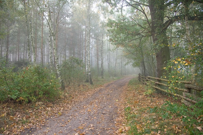 Nostalgia, żal, smutek... A ona taka piękna idzie przez park, pole, las