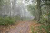 Nostalgia, żal, smutek... A ona taka piękna idzie przez park, pole, las