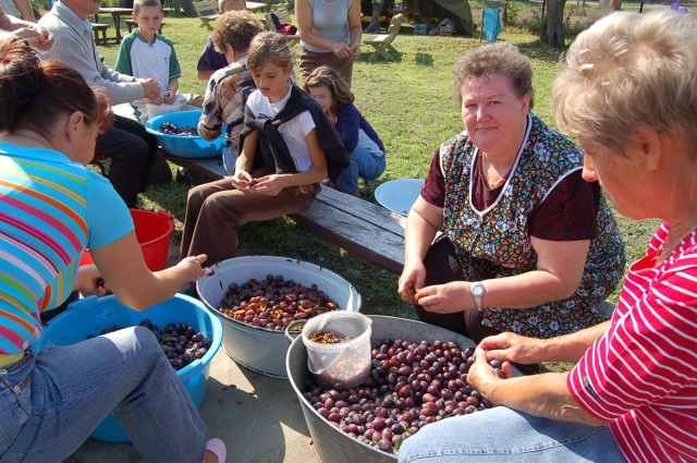 W tym roku smażeniu powideł w Nebrowie towarzyszyć będzie nasza akcja "Drzewko za makulaturę"