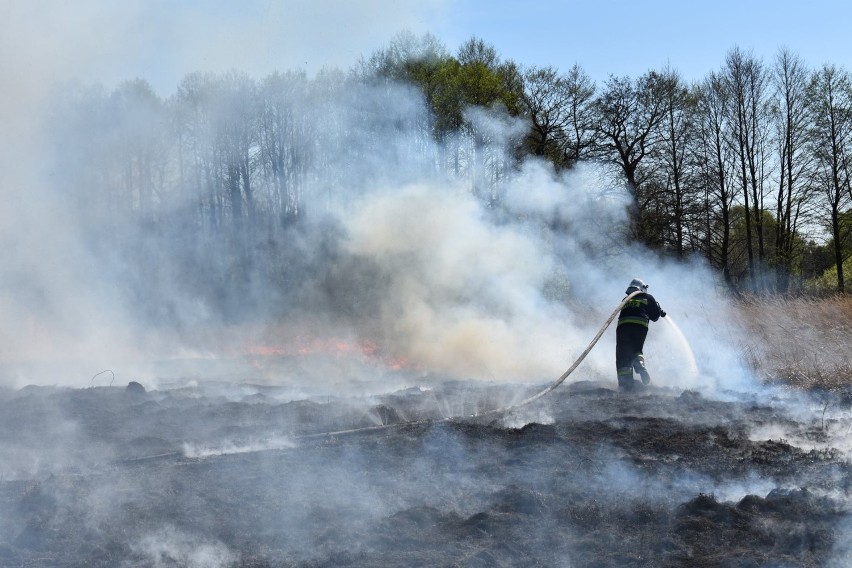Masłońskie: Strażacy OSP z Poraja i Żarek Letnisko walczyli w niedzielę z pożarem nieużytków [ZDJĘCIA]