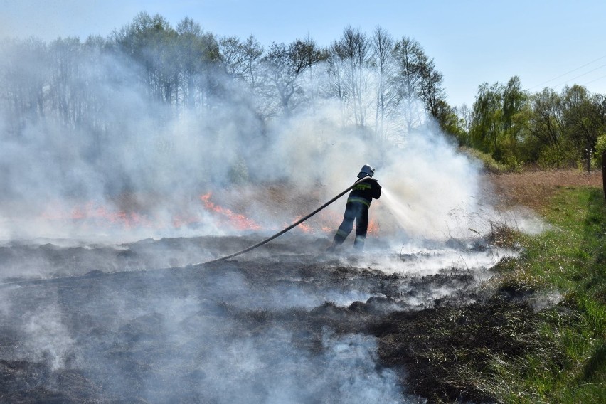 Masłońskie: Strażacy OSP z Poraja i Żarek Letnisko walczyli w niedzielę z pożarem nieużytków [ZDJĘCIA]