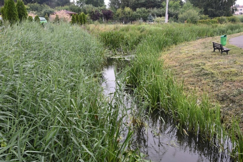 Z powodu roślinności rzeki w Wągrowcu na znacznym odcinku są...
