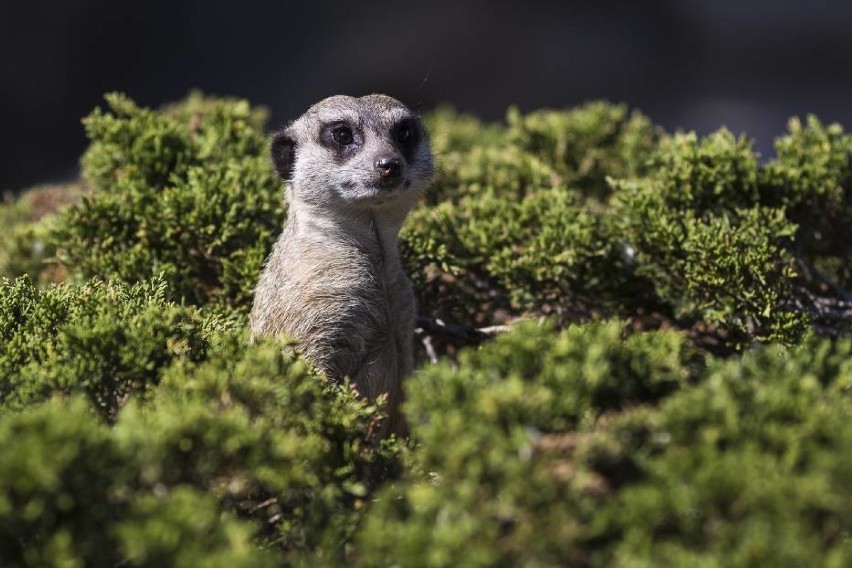 Warszawskie zoo to nie tylko miejsce do spędzania czasu. Dla...