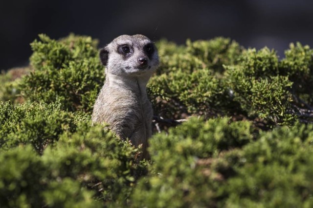 Warszawskie zoo to nie tylko miejsce do spędzania czasu. Dla wielu zwierząt to ratunek przed wyginięciem [ZDJĘCIA]