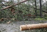 Silny wiatr w Kujawsko-Pomorskiem. Strażacy z regionu interweniowali 40 razy!