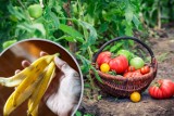 Zrób nawóz ze skórek bananów. Dzięki niemu rośliny będą piękne i dadzą lepsze plony. Poznaj przepisy na bananowe preparaty do uprawy roślin