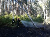 Pracowite popołudnie międzychodzkich strażaków: pożar klimatyzatora na ulicy Mostowej, wypadek pod Zatomiem Starym i pożar lasu w Bielsku