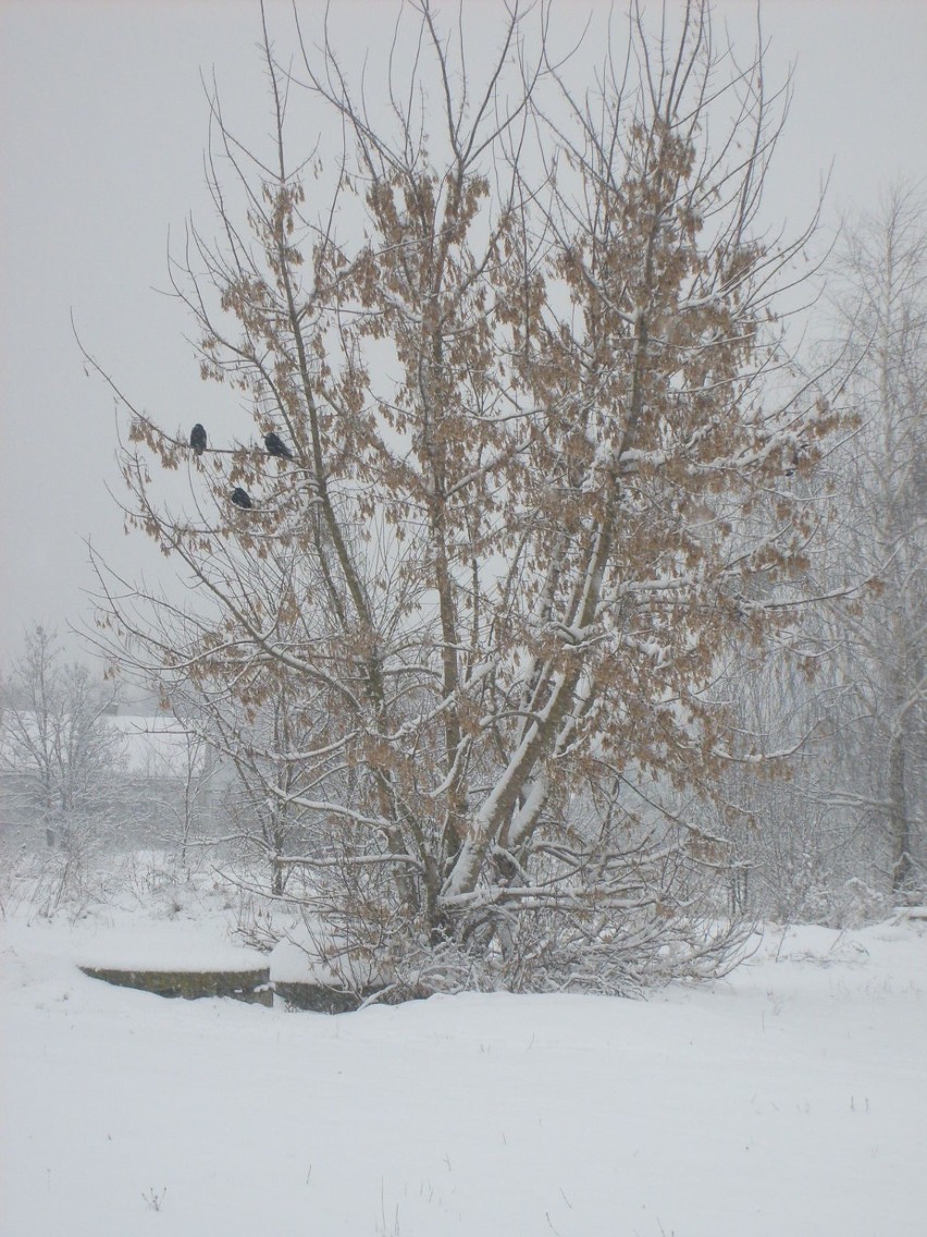 Wrony szukają schronienia wśród gałęzi pokrytych śniegiem i...