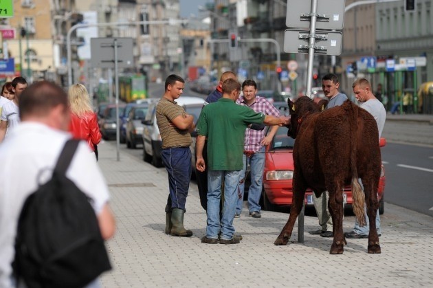 Byk uciekł w czasie przygotowań do targów POLAGRA [ZDJĘCIA]