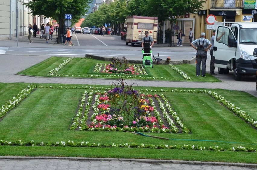 Dlaczego nie ma jeszcze nowych dywanów kwiatów we Włocławku ?! Władze miasta tłumaczą