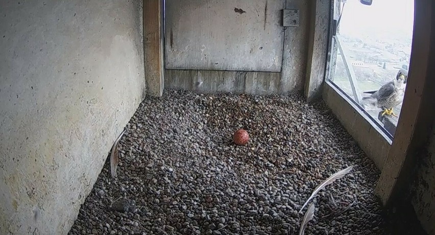Rodzina lubelskich sokołów znów się powiększy! Wrotka wysiaduje nowe jajko