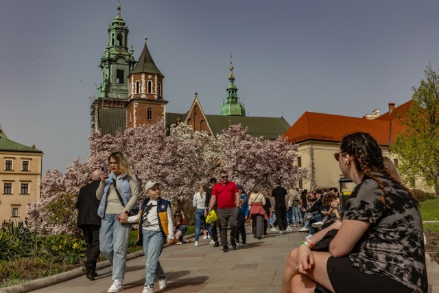 Kwitnące magnolie na Wawelu przyciągają mieszkańców i turystów