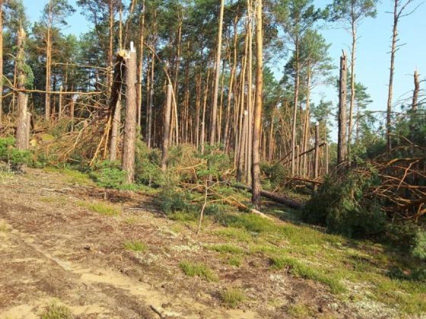 Region. Obowiązuje okresowy zakaz wstępu do lasu
